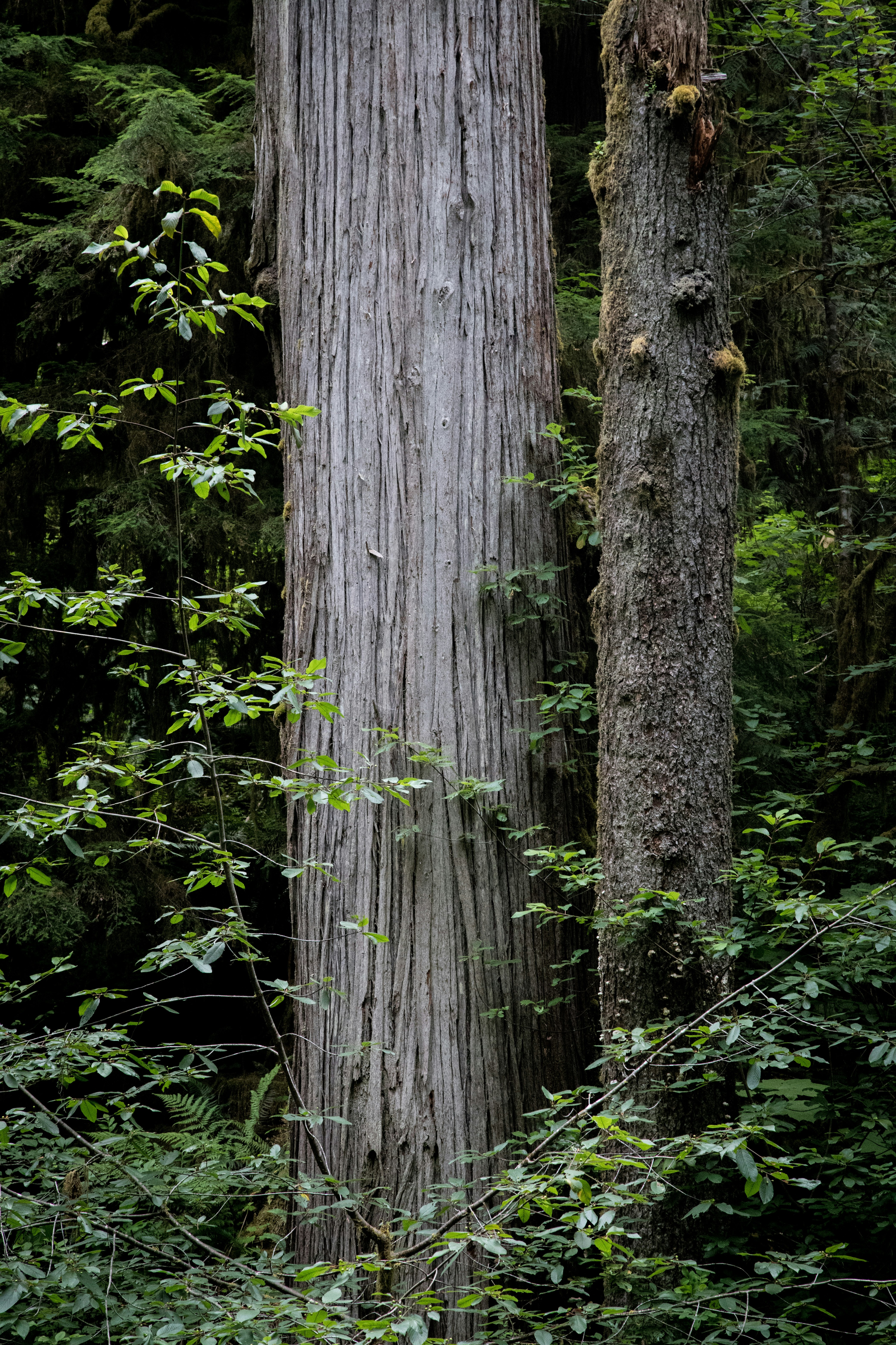 green moss on brown tree trunk